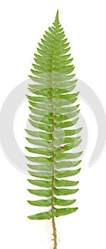 Fern Frond isolated