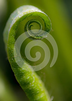 Fern frond uncurling