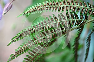 Fern frond underside showing spore producing sori