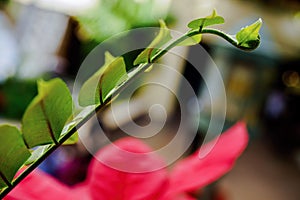 Fern frond unfolding