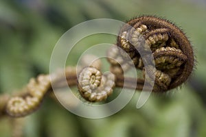 Fern frond unfurling