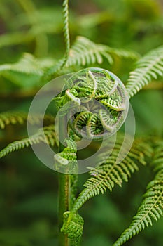 A fern frond unfurls against a backdrop of mature fern leaves
