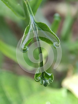 Fern frond unwinding in nature.