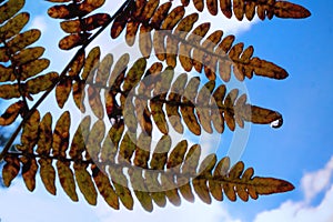 Fern frond with water droplet seen in close up image