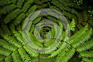 Fern fronds as seen from above in Monteverde Cloud Forest Reserve.