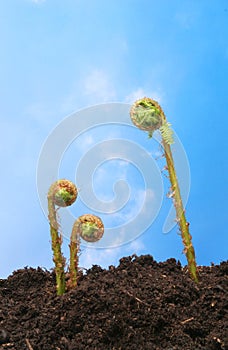 Fern fronds blue sky