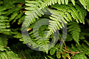 Fern fronds from a Bracken Fern