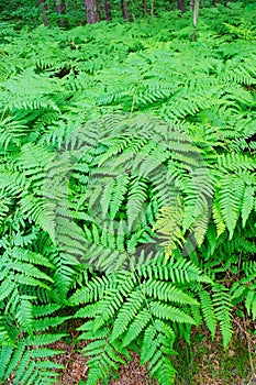 Fern fronds in the forest.