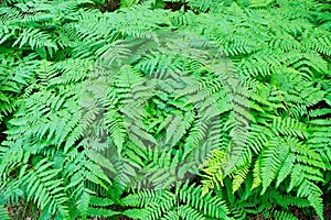 Fern fronds in the forest.