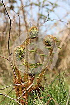 Fern fronds growing at the crozier stage