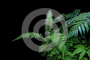 Fern fronds, philodendron leaves Philodendron gloriosum and tropical foliage rainforest plants bush on black background