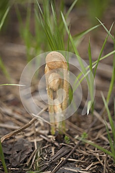 Fern fronds uncurling