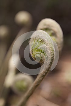 Fern fronds unfurling