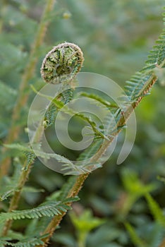 Fern fronds of a worm fern - ferns