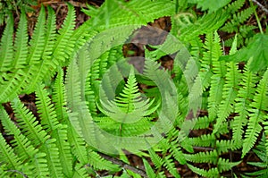 Fern funnel perspective