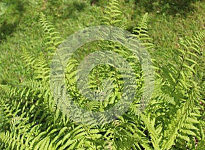 Fern in the garden