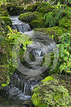 Fern gardens and trees with a small waterfall