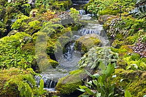 Fern gardens and trees with a small waterfall