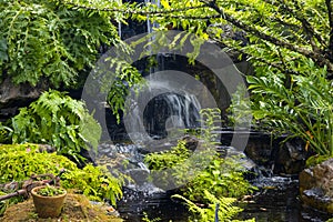 Fern gardens and trees with a small waterfall