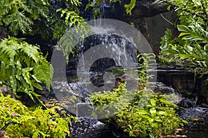 Fern gardens and trees with a small waterfall