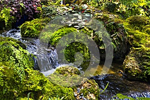 Fern gardens and trees with a small waterfall