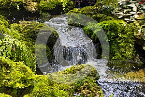 Fern gardens and trees with a small waterfall