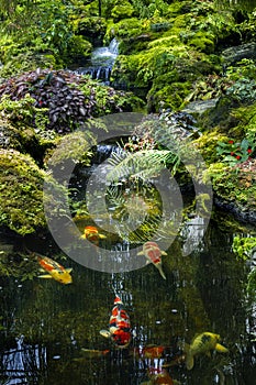 Fern gardens and trees with a small waterfall