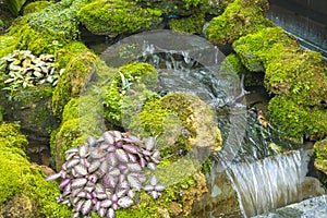 Fern gardens and trees with a small waterfall