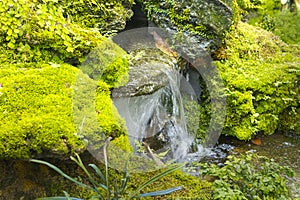 Fern gardens and trees with a small waterfall