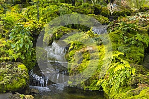 Fern gardens and trees with a small waterfall