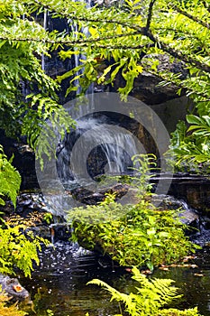 Fern gardens and trees with a small waterfall.