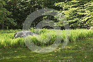 Fern glade at The Fells in Newbury, New Hampshire