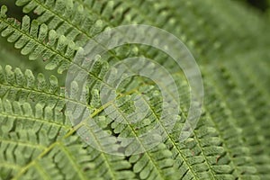 Fern green frond detail photo