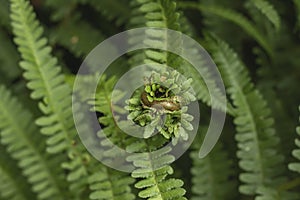 Fern green fronds unfolding photo