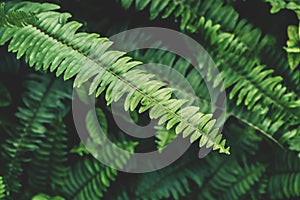 Fern green growth in the tropical forests.