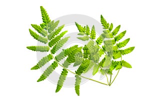 fern green leaf isolated on white background