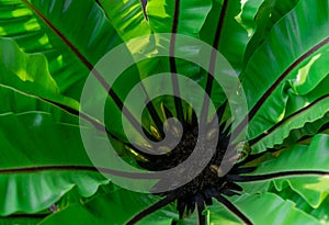 Fern green leaf with sunlight. Nature background. Macro shot of fern leaf texture. Fern leaf in tropical forest. Eco nature