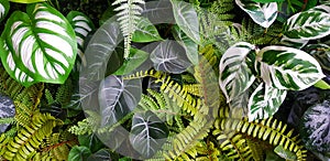 Fern and green leaves background. Plant growth or nature wallpaper. Ornamental tree for decoration