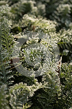 Fern green leaves covered with hoar frost in winter. Frosen winter fern leaves. Frozing leaves in winter. photo