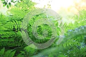 Fern green texture