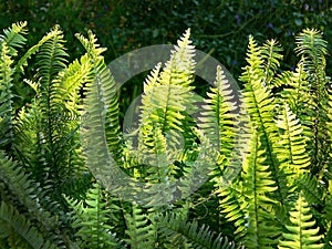 Fern Grotto