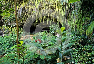 Fern Grotto, Kauai photo