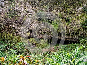 Fern Grotto , Kauai