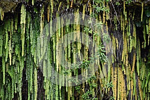 Fern Grotto at Wailua River State Park on Kauai Island in Hawaii