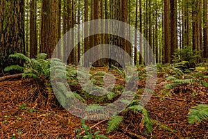 Fern below giant sequoias in Redwoods Forest in California