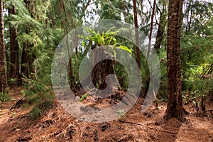 Fern growing from Australian pine tree stump - Wolf Lake Park, Davie, Florida photo