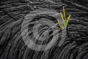 Fern growing on old lava field photo