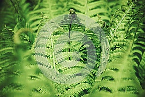 Fern growing in spring forest, natural background on green fern leaves