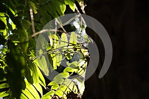 A fern that grows on the dry bract of a palm tree.