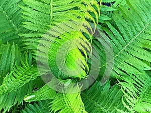 Fern growth background